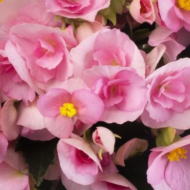Adonia Light Pink