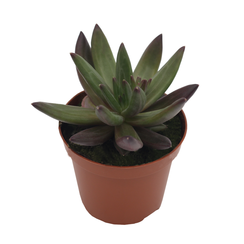 Echeveria Hybrid Izar PL