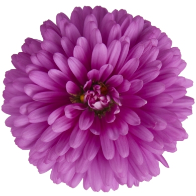 Aster Victoria Olivia