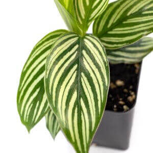 Calathea Elliptica Vittata 7