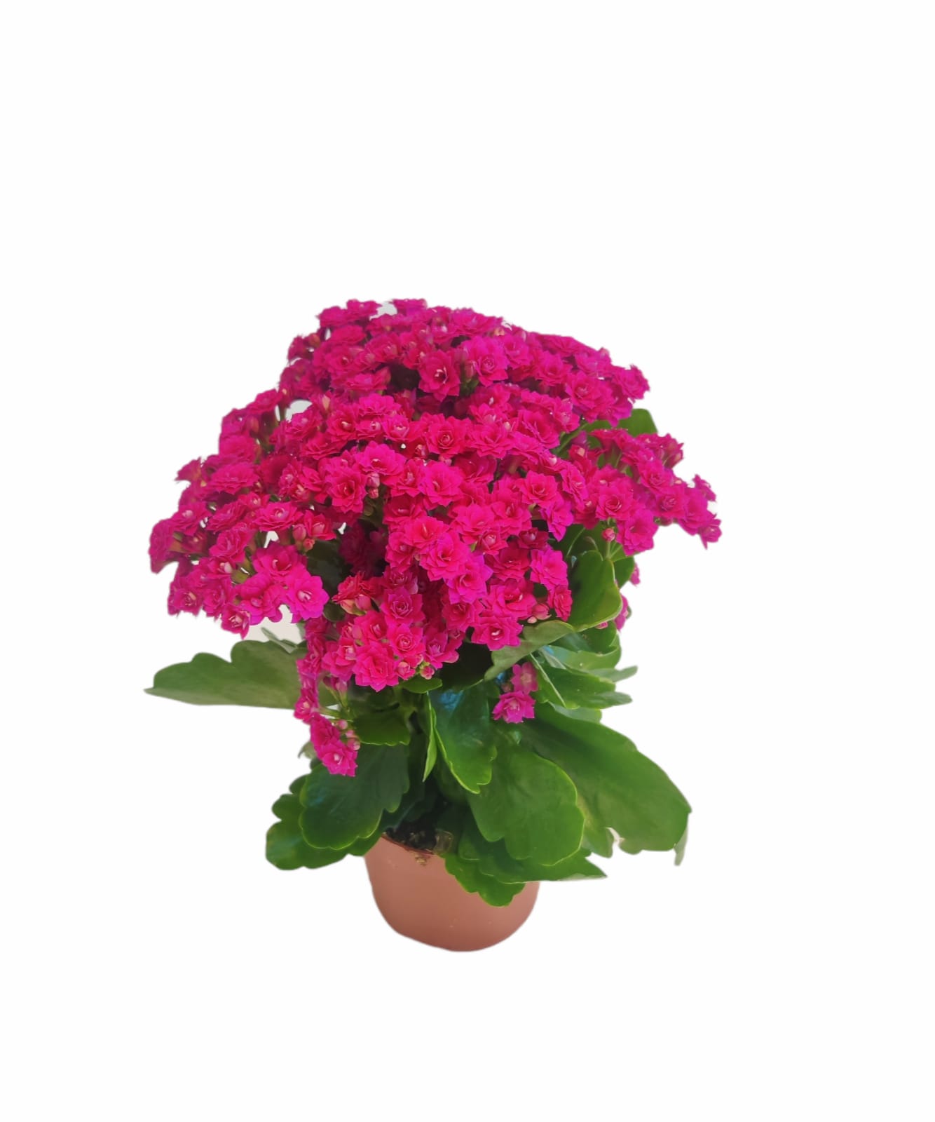 Rosalina Don Victorio Plant