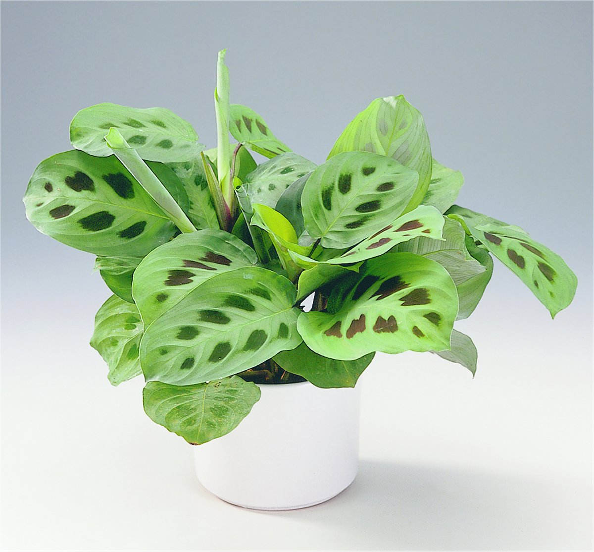 Maranta Front