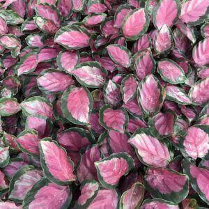 C. Rosey Roseopicta 1 E1588623121621