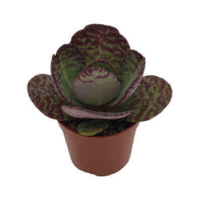 Kalanchoe Humilis 'Surprising Desert' PL