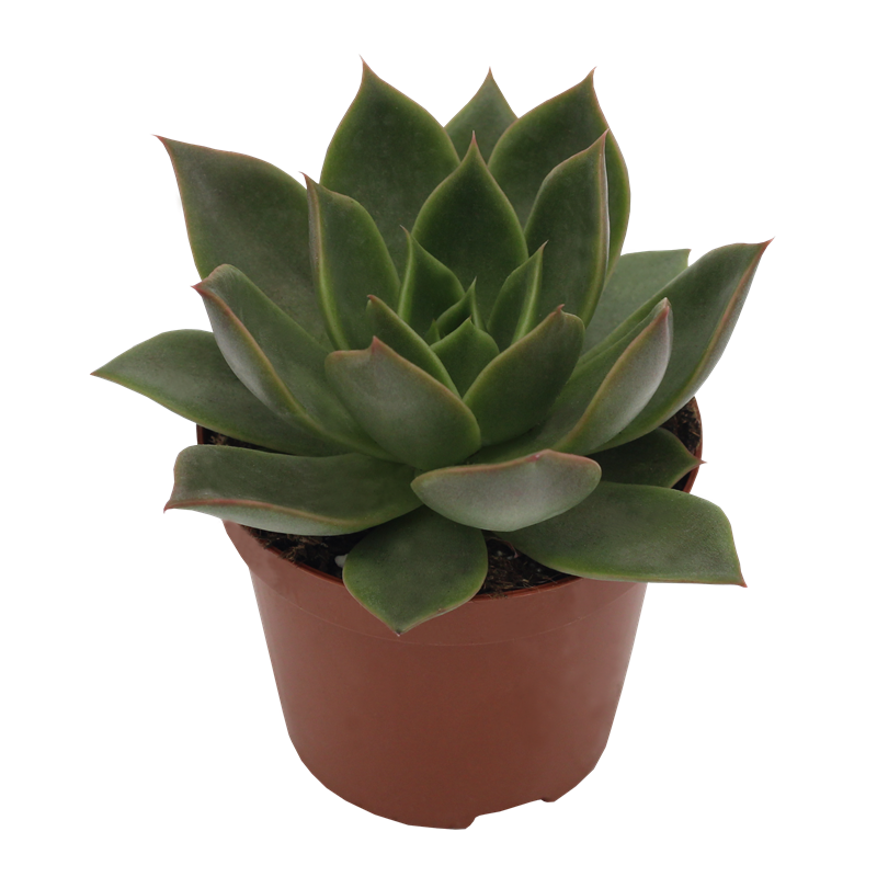 Echeveria Hybrid Agena PL