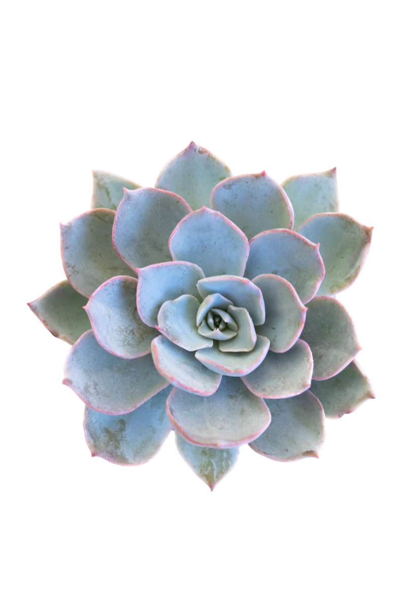 ECHEVERIA BLUE STAR