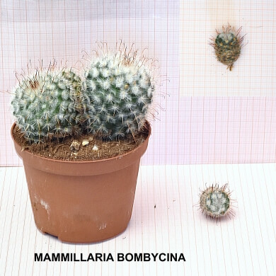 MAMMILLARIA BOMBYCINA