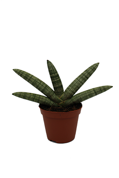 Sansevieria Boncellensis Natural 8Cm Pot