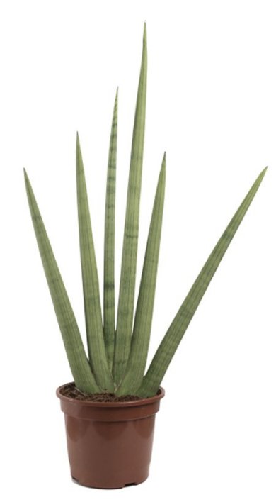 Sansevieria Cylindrica Big Compacta 40 50 CM 4 5 Fingers