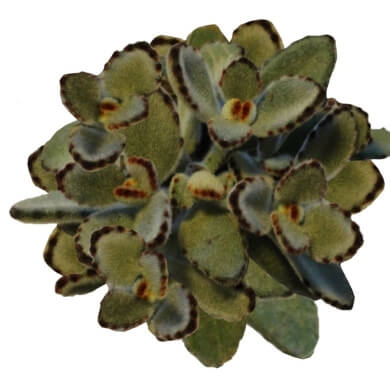 Kalanchoe Tomentosa Panda Top