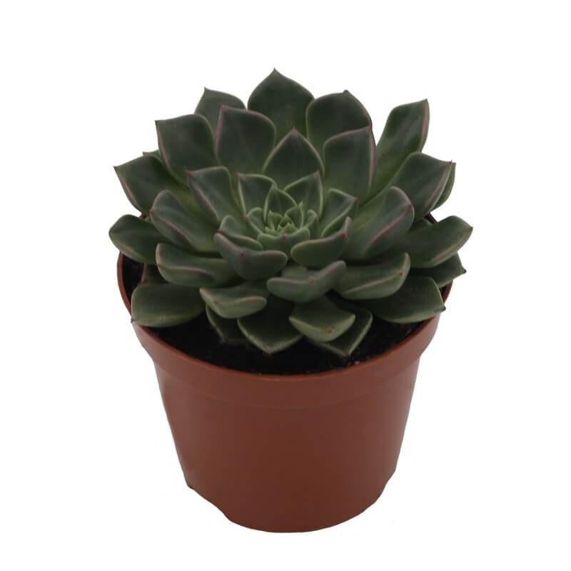 Grapt Vega Plant