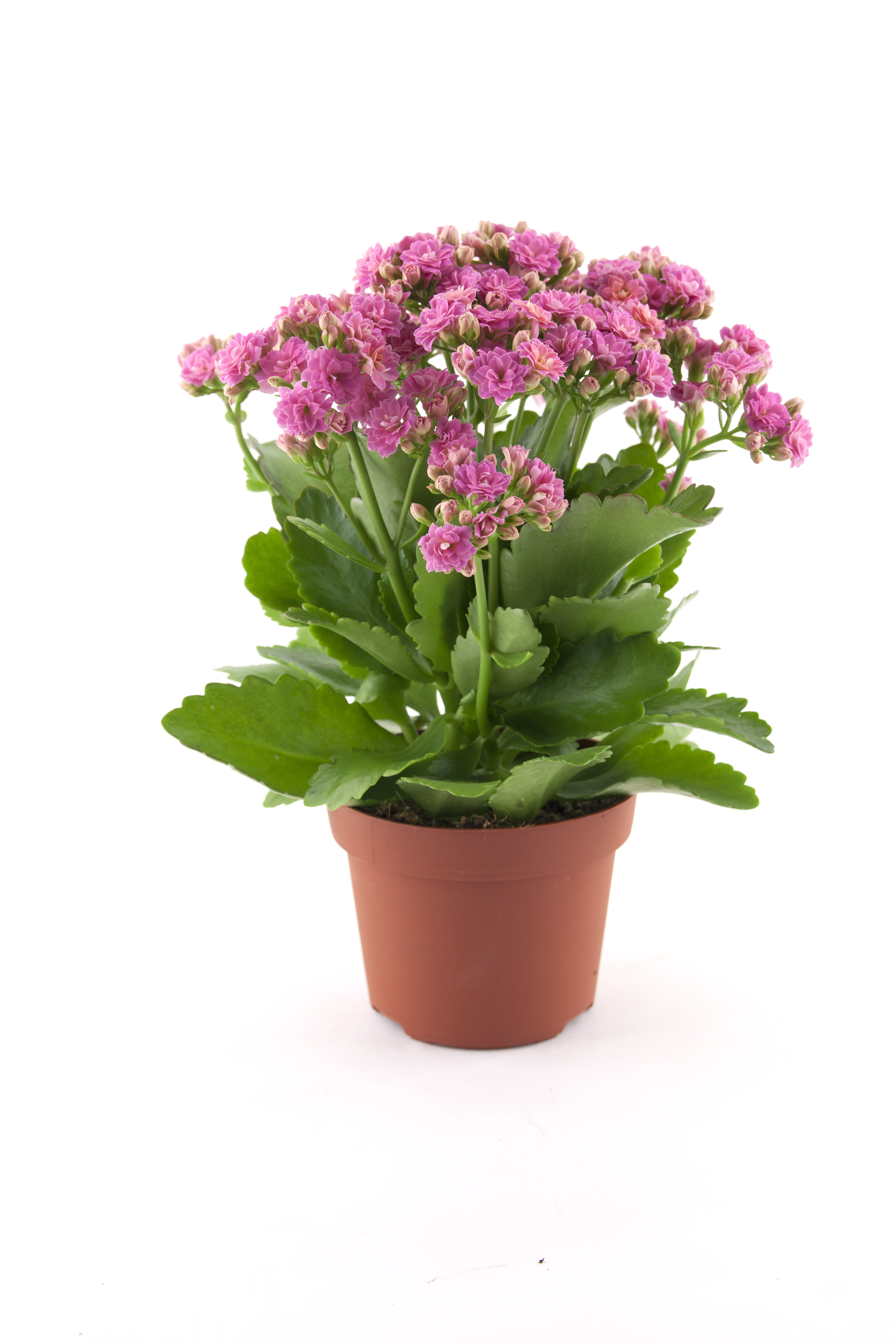 Rosalina Don Nando Plant
