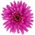 Aster Victoria Wilma Pink