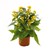 Celosia Hottopic Yellow