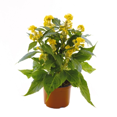 Celosia Hottopic Yellow