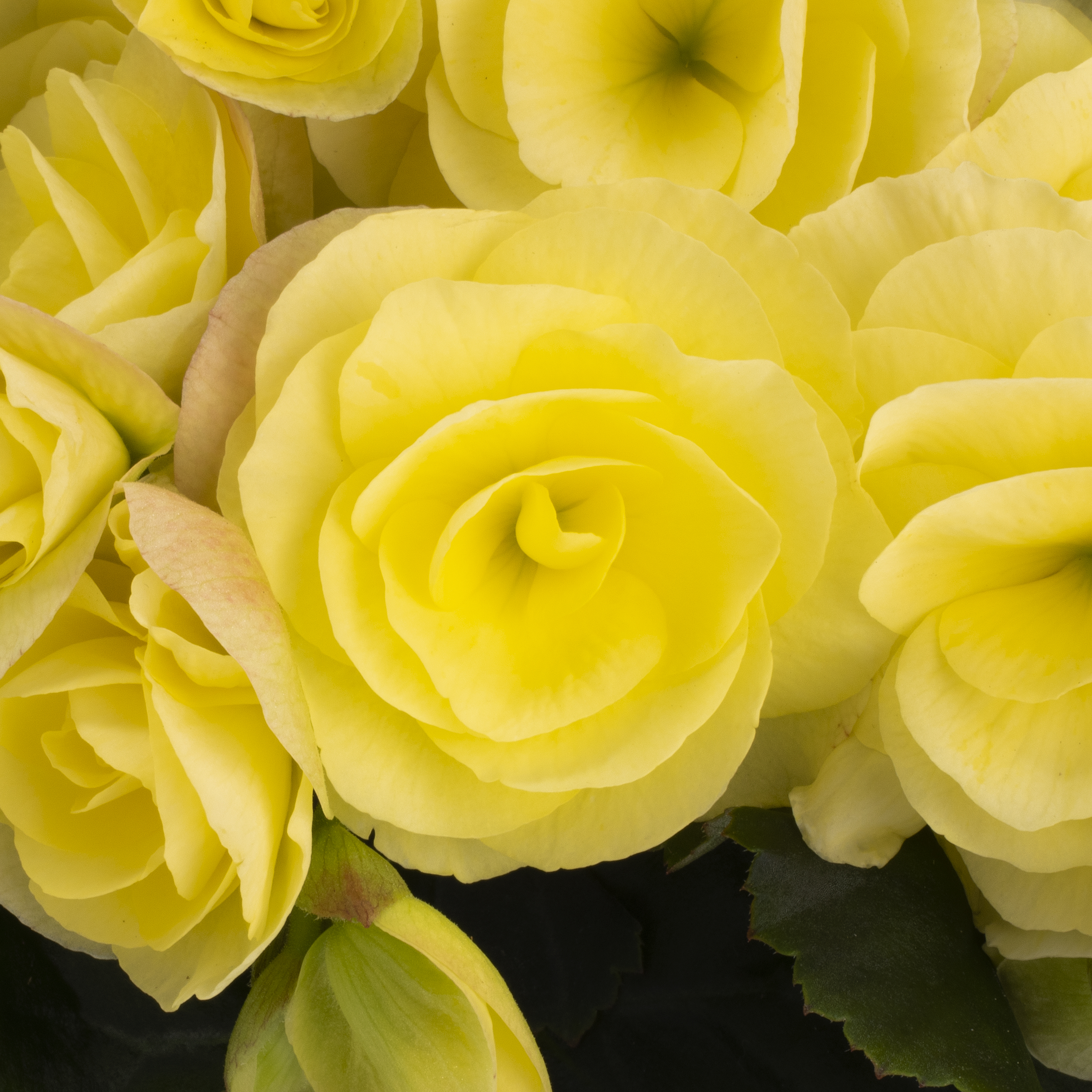 Hailey Soft Yellow Closeup