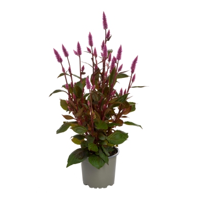 Celosia Spicata Wild Pink