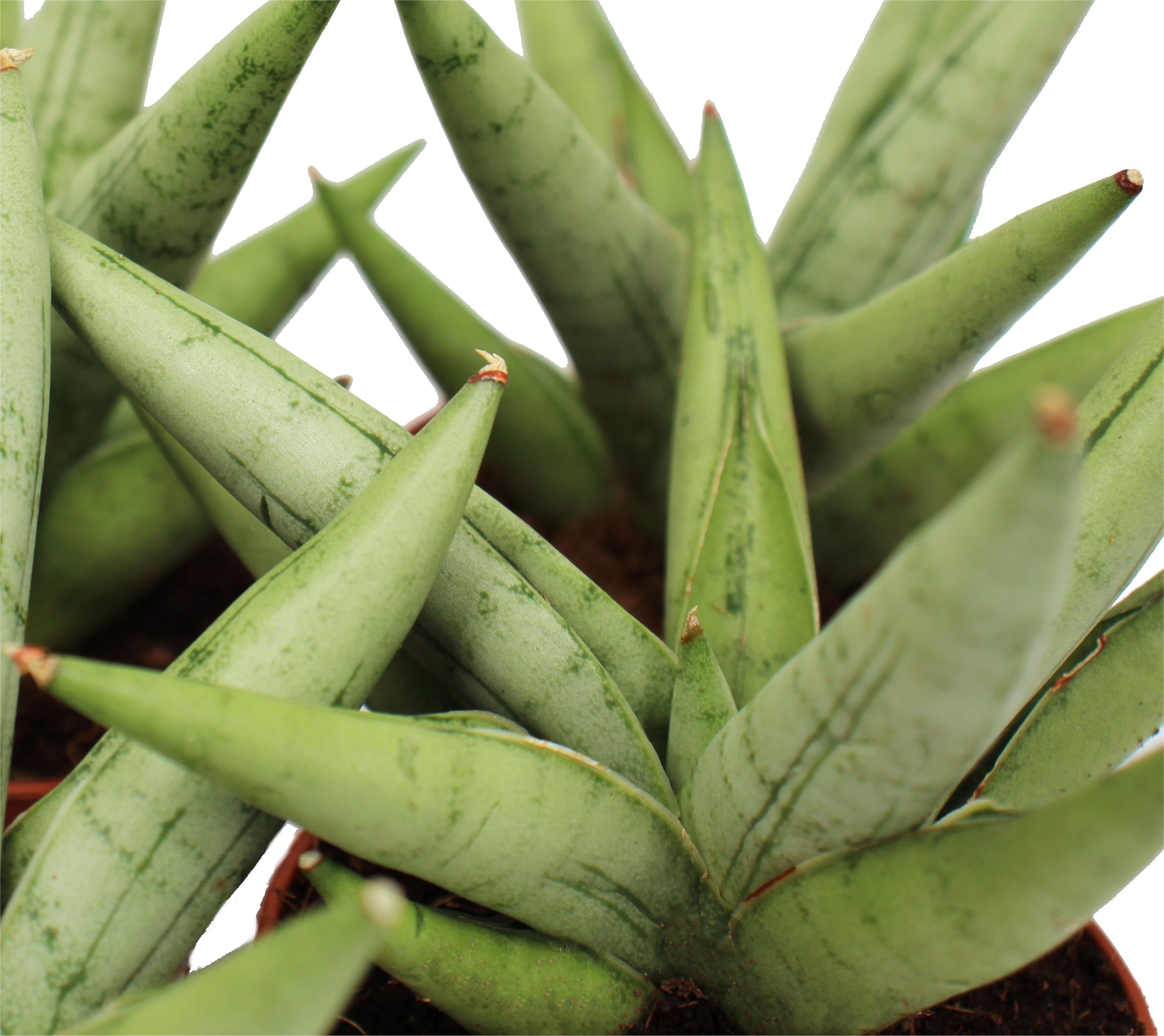 Sansevieria Silver Crown Front