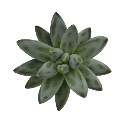 Echeveria X Pachy Hybrid Propus