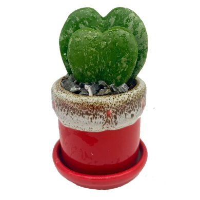 Hoya-kerri-Double Leaves Splash.jpg