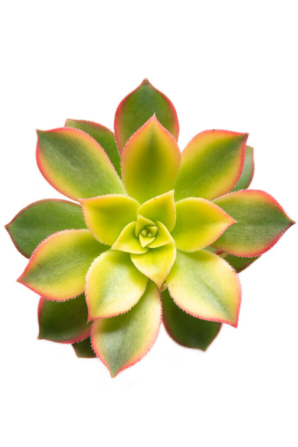 AEONIUM HAWORTII ROSA DE PIEDRA