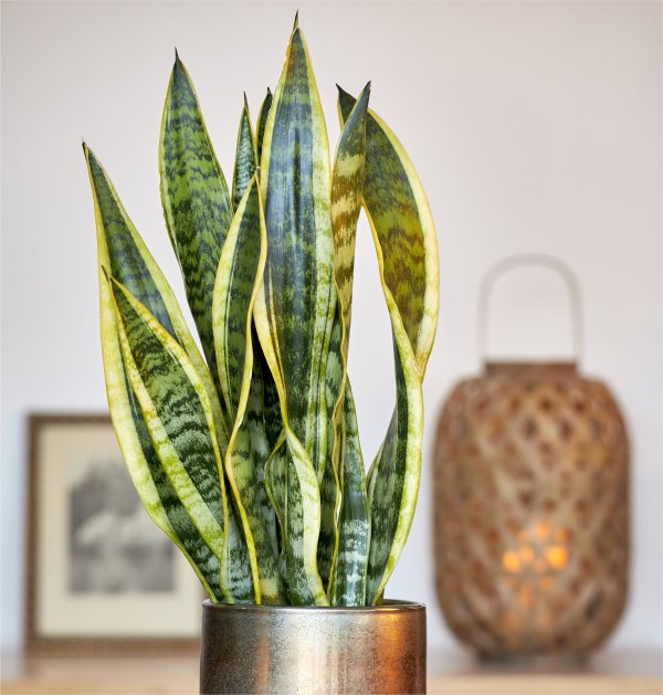 Sansevieria Laurentii Front 3