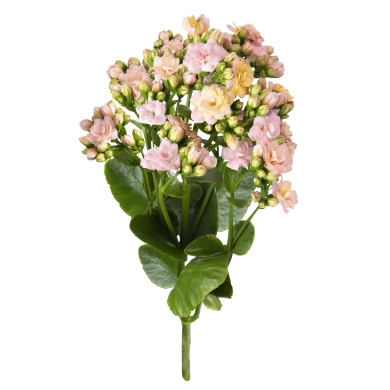 Fansy Pink Meadow PL