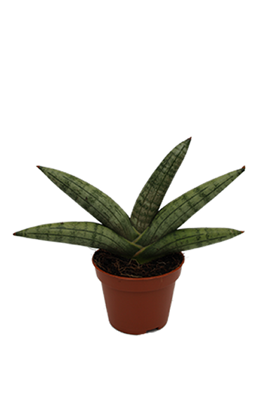 Sansevieria Boncellensis Natural 6Cm Pot