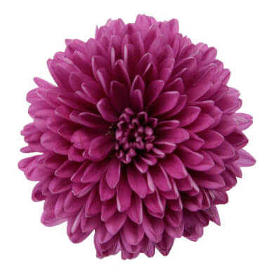 Asters Queen Regent Bordeaux BL