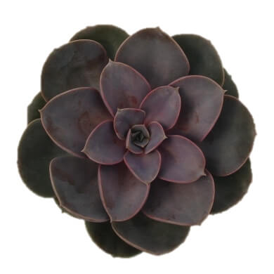 Echeveria Gibbiflora X Potosina Magic Red