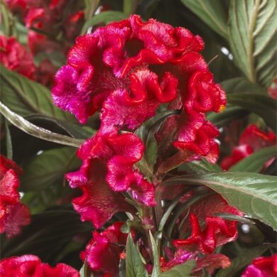 Celosia Hottopic Deep Orange