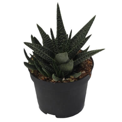 Gasteria X Haworthia Royal Highness PL