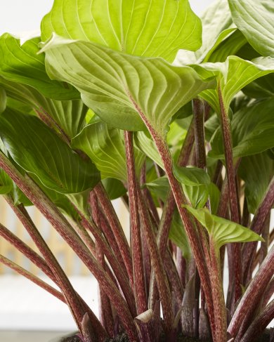 Hosta Goosberry Sundae
