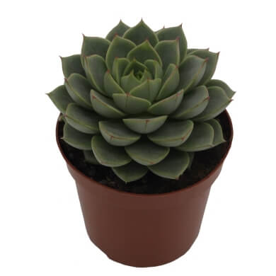 Echeveria Purpusorum X Derenbergii Fabiola PL