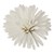 Asters Queen Regent Ivory White BL