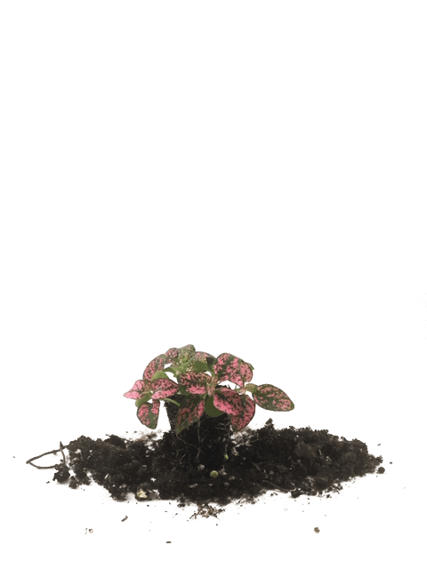 Rose Hypoestes 72 Cell