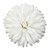Asters Queen Regent Pure White BL