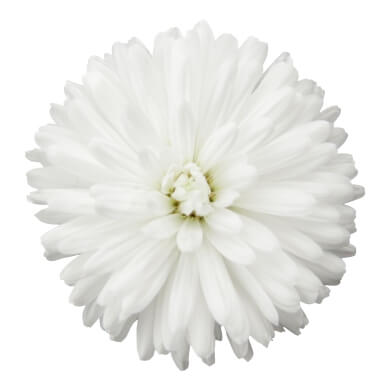Asters Queen Regent Pure White BL