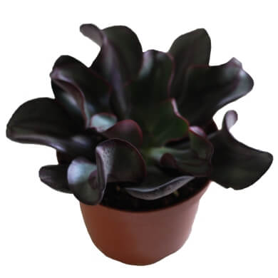 Echeveria Nodulosa PL