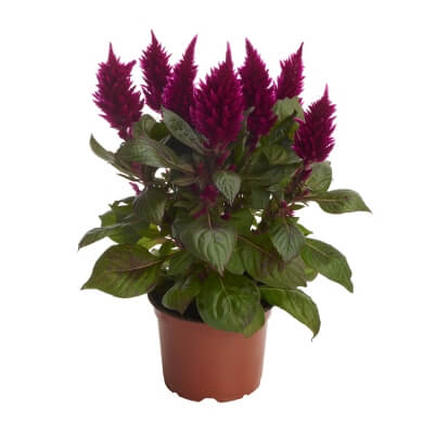 Celocia Spicata Flirt Magenta PL