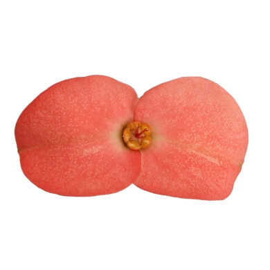 Clementine Tiara