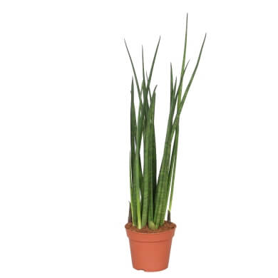 Sansevieria Bacularis 15Cm