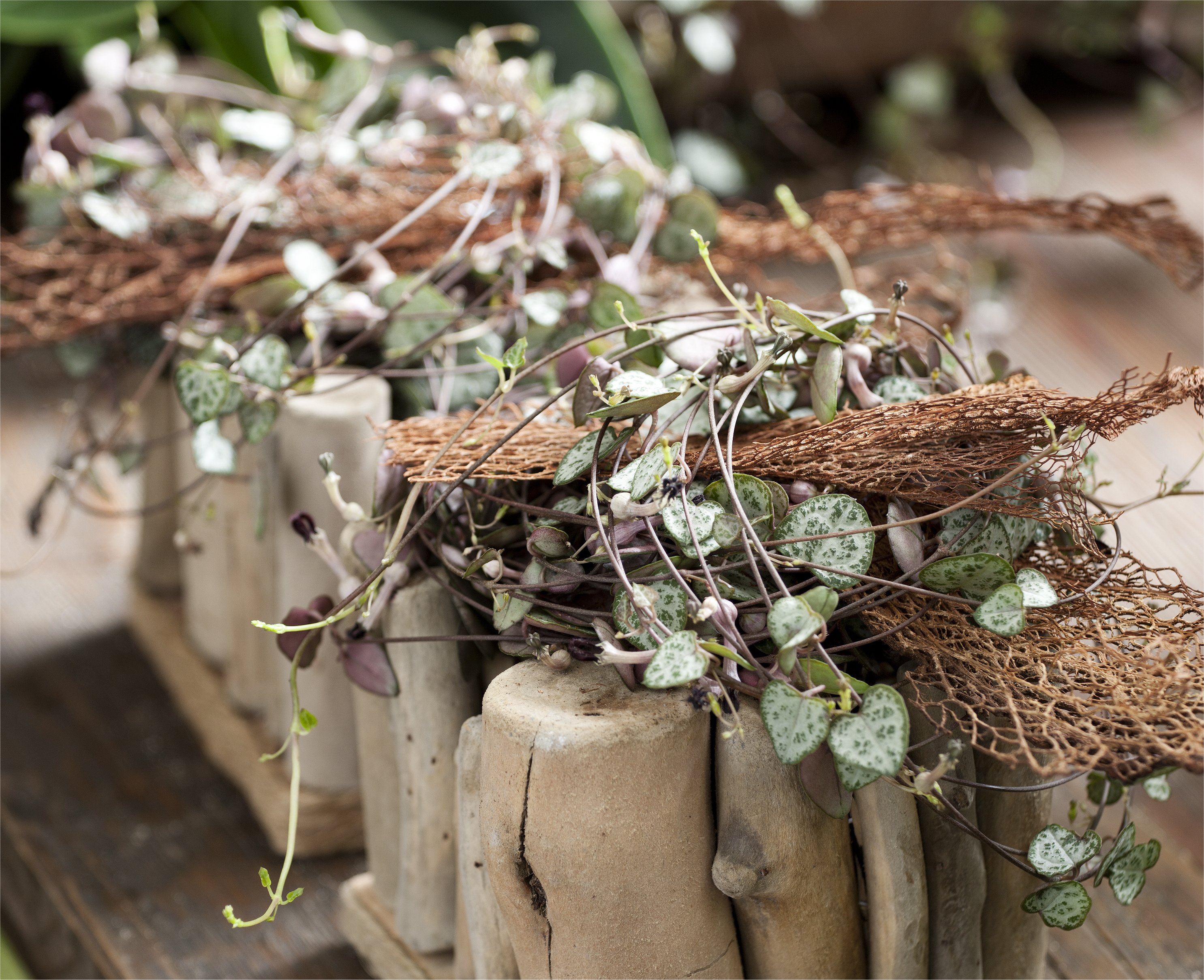 Ceropegia Woodii Front