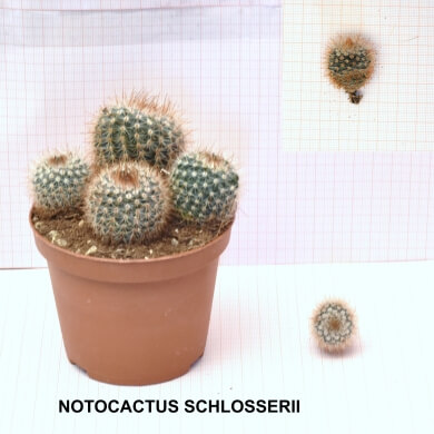 NOTOCACTUS SCHLOSSERII