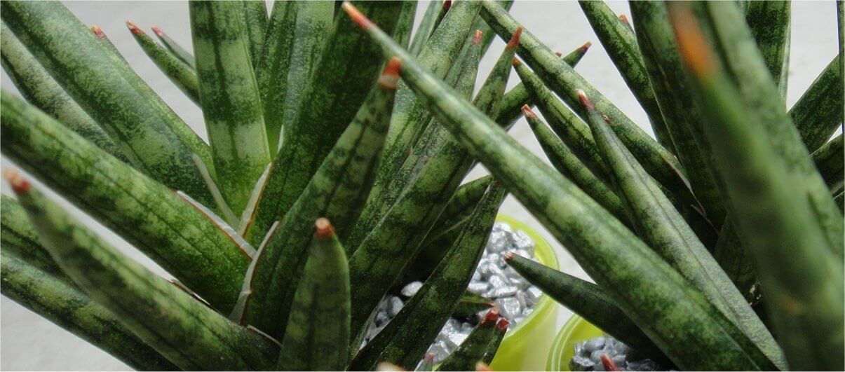 Sansevieria Francissii Header