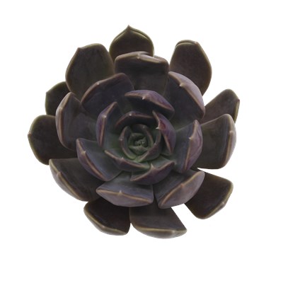 Echeveria Hybrid Subra