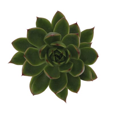 Echeveria Hybrid Albali