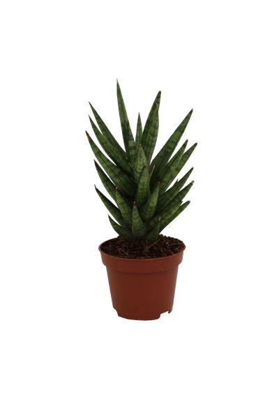 Sansevieria Francisii Natural 6Cm Pot