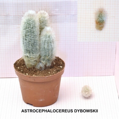 ASTROCEPHALOCEREUS DYBOWSKII