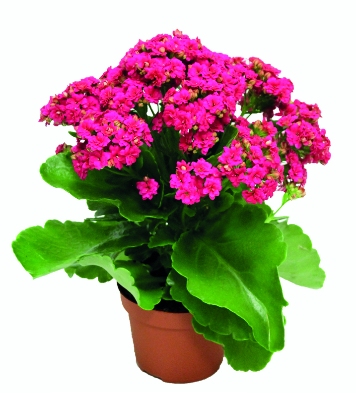 Don Nando Intensen Plant